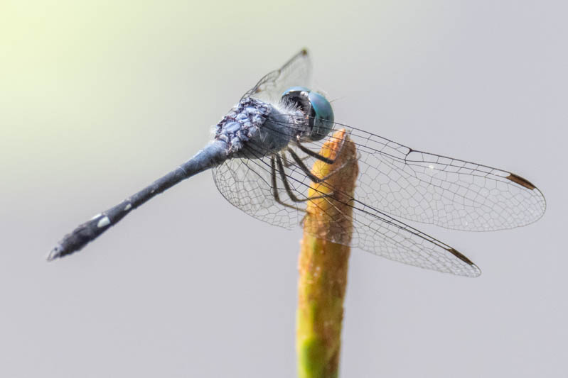 Micrathyria debilis (Peten Dasher) male-4.jpg